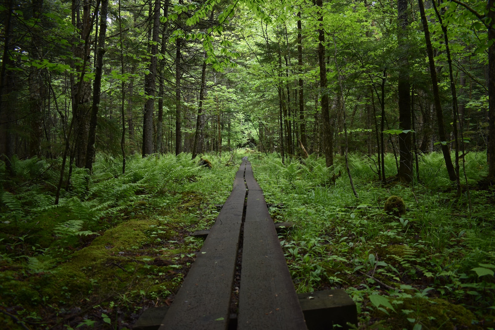 black pathway in the forest